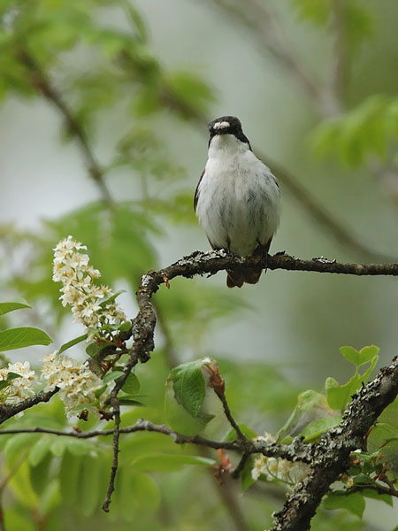 Kirjosieppo, European Pied Flycatcher, Ficedula hypoleuca